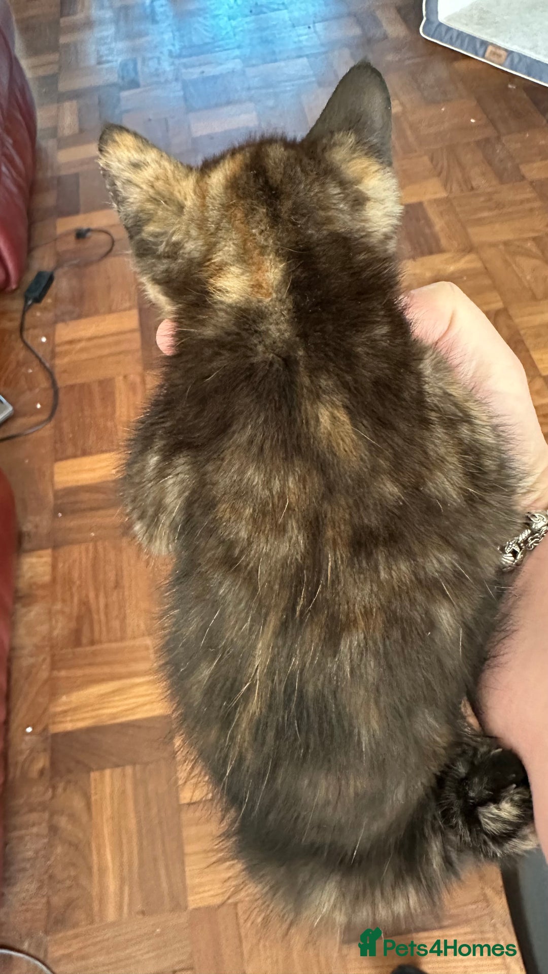 Mixed Breed cats for sale: 4 Beautiful Kittens - Maine Coon Mix - Image 5