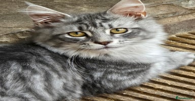 Maine Coon cats in Rotherham - Advert 11