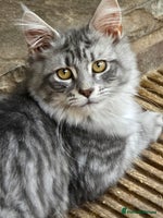 Maine Coon cats in Rotherham - Advert 5