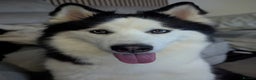 Siberian Husky dogs for sale: 4 year old Luna - Advert 1