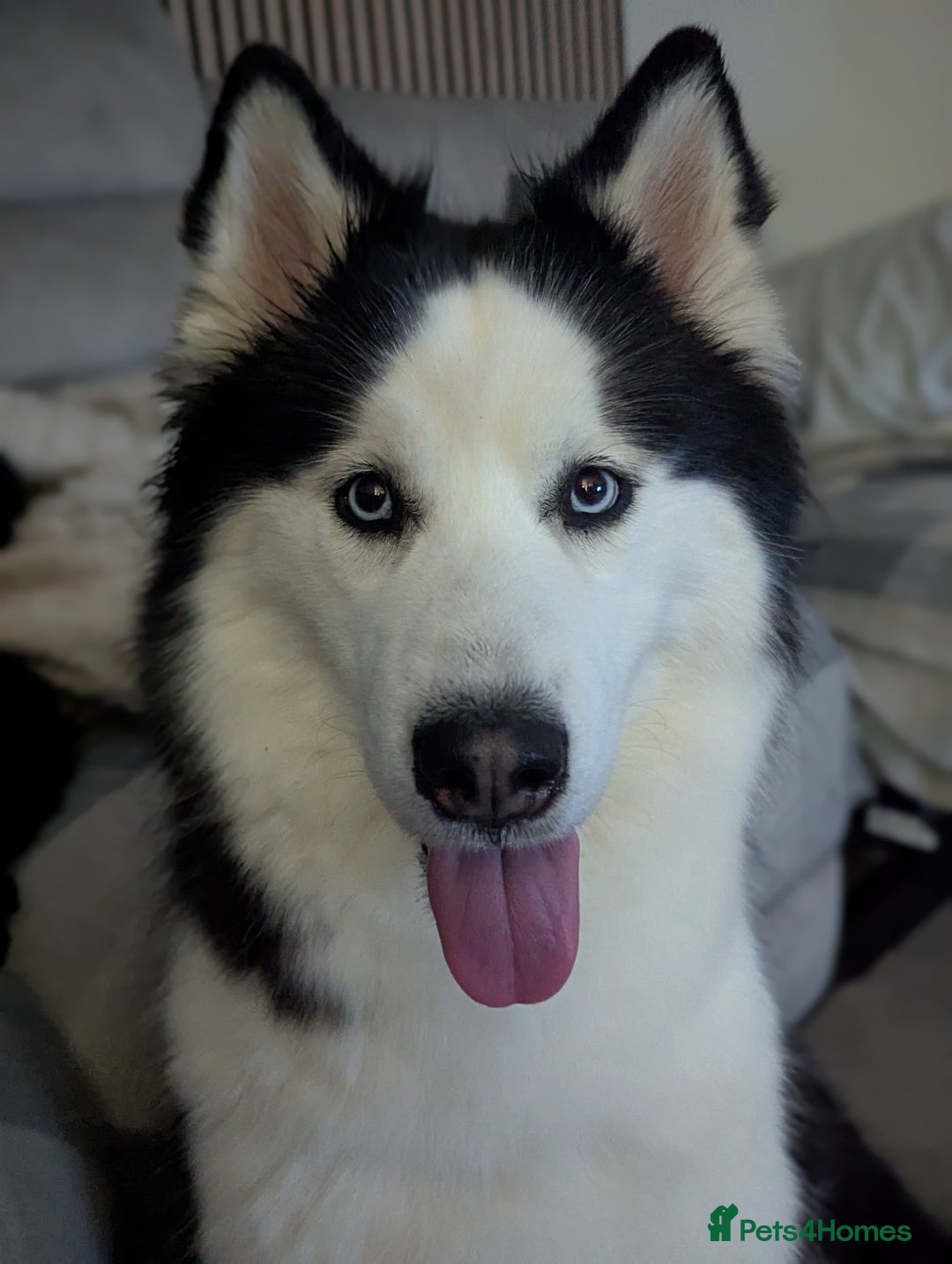 Siberian Husky dogs for sale: 4 year old Luna - Advert 1