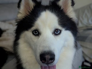 Siberian Husky dogs 4 year old Luna - Advert 1