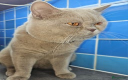 British Shorthair cats for stud: Lilac Stud GCCF Active - Image 16
