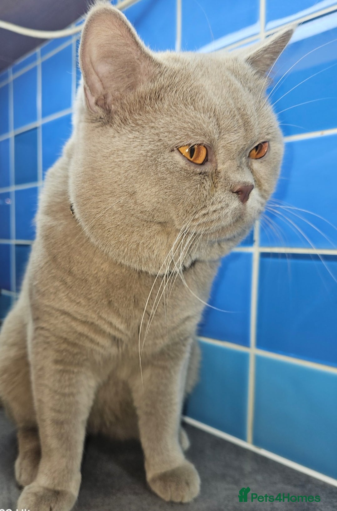 British Shorthair cats for stud: Lilac Stud GCCF Active - Image 16