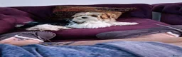 Biewer Terrier dogs for sale: 2 lovely little boys for sale  in Maidstone - Advert 9