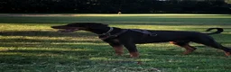 Dobermann dogs for sale: 🏆 Exceptional KC Registered Dobermann Puppies 🏆 - Advert 16