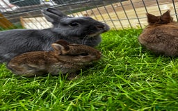 Netherland Dwarf rabbits for sale: Female neverland for sale  in Camberley - Image 7