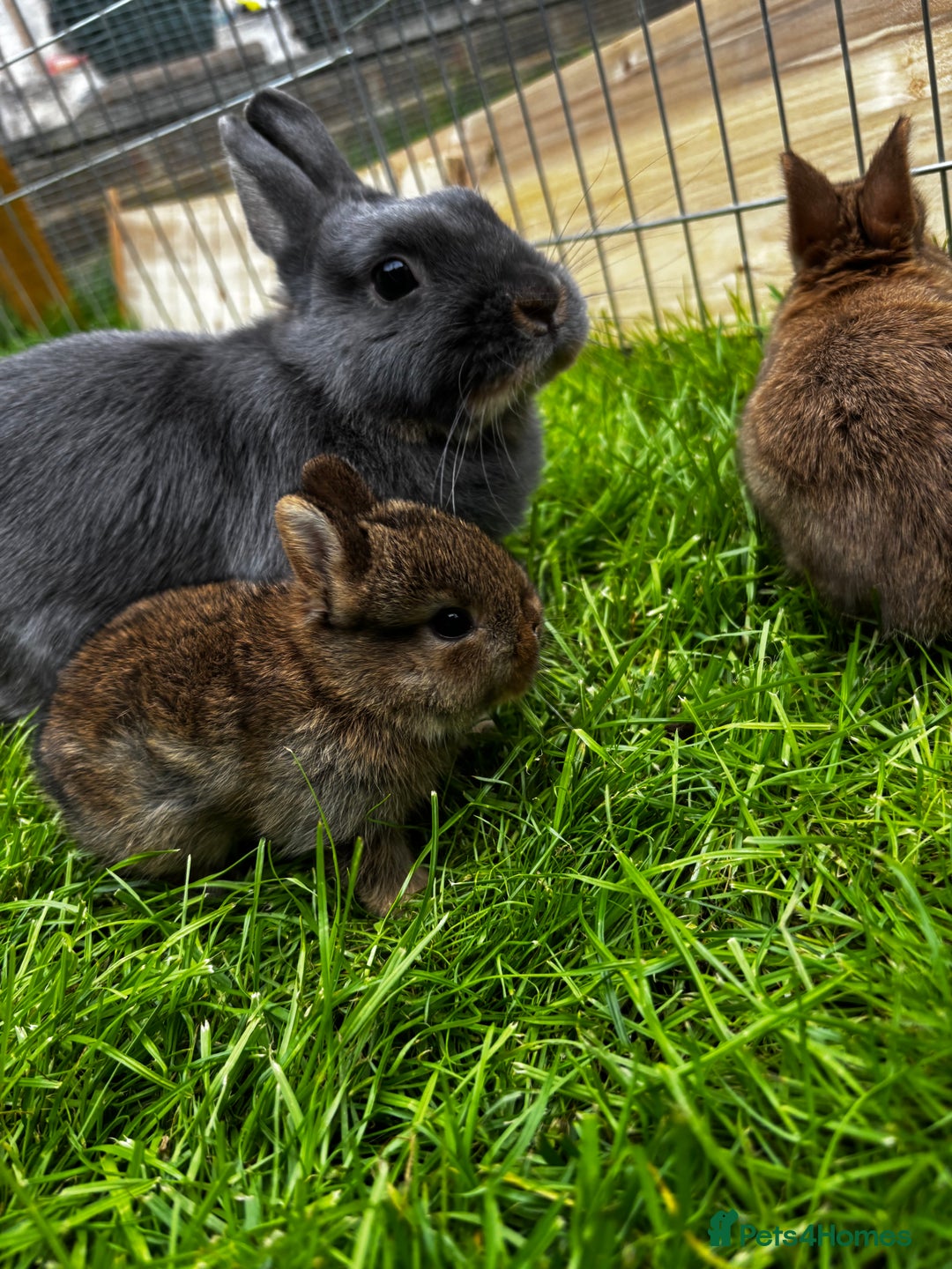 Netherland Dwarf rabbits for sale: Female neverland for sale  in Camberley - Image 7