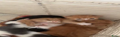 Kitten 4