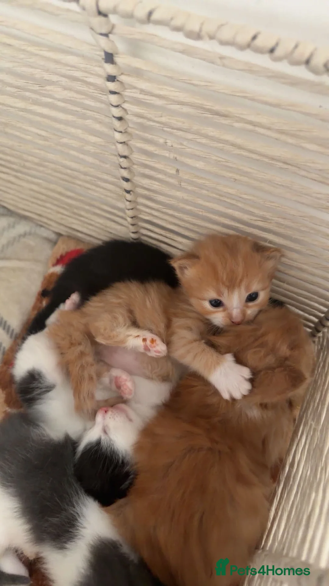 Mixed Breed cats for sale: 5 kittens for sale in Littlehampton - Advert 8
