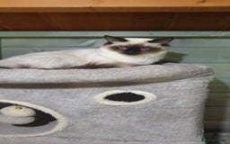 Ragdoll cats for sale: GCCF Active or Pet Ragdoll Boy - Image 10