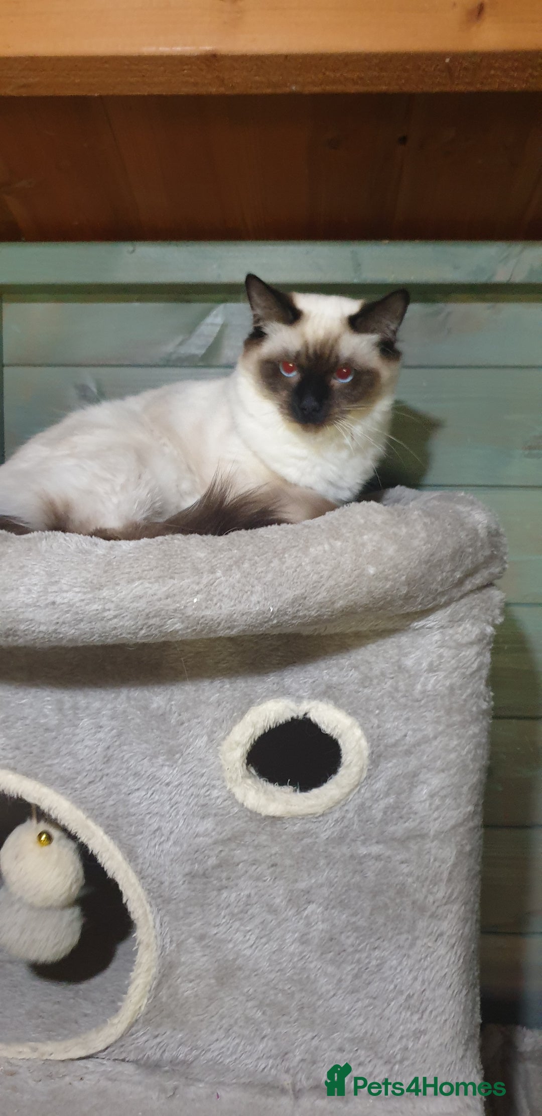Ragdoll cats for sale: GCCF Active or Pet Ragdoll Boy - Image 10