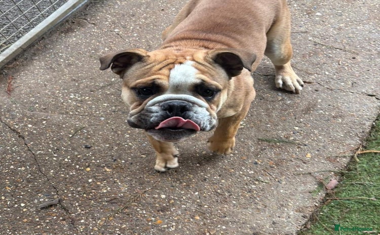 English Bulldog dogs - Advert 1