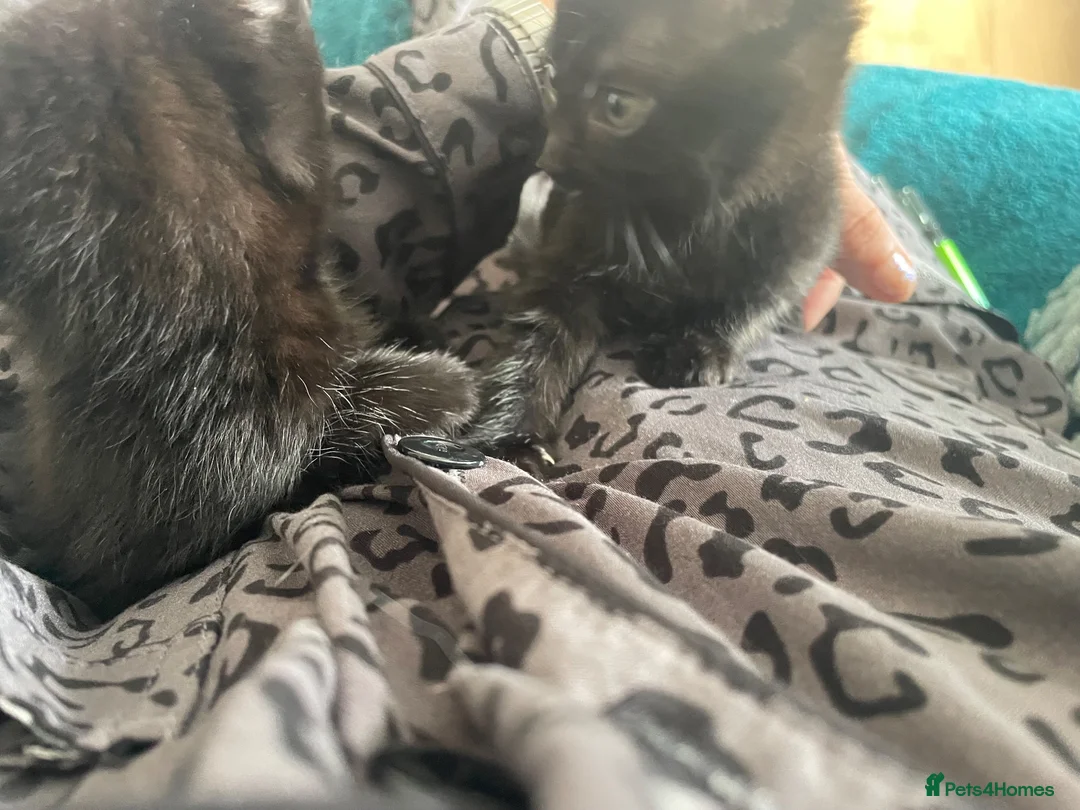 Mixed Breed cats for sale: Four female kittens available. 6 weeks old.  - Advert 2