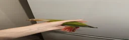 Conures birds for sale: Pineapple and cinnamon baby conures  - Advert 5