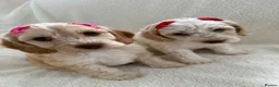 Cockapoo dogs for sale: READY TO GO F1 cockapoo puppies just 2 girls left  - Advert 19