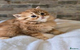 Persian cats for sale: Outstanding Full Persian Kittens for Sale - Image 11