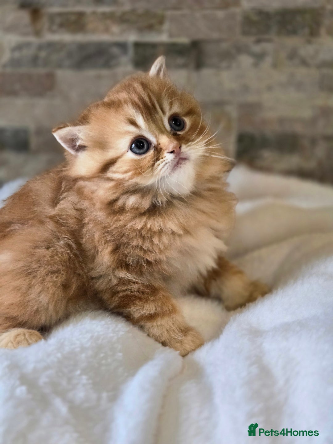 Persian cats for sale: Outstanding Full Persian Kittens for Sale - Image 11