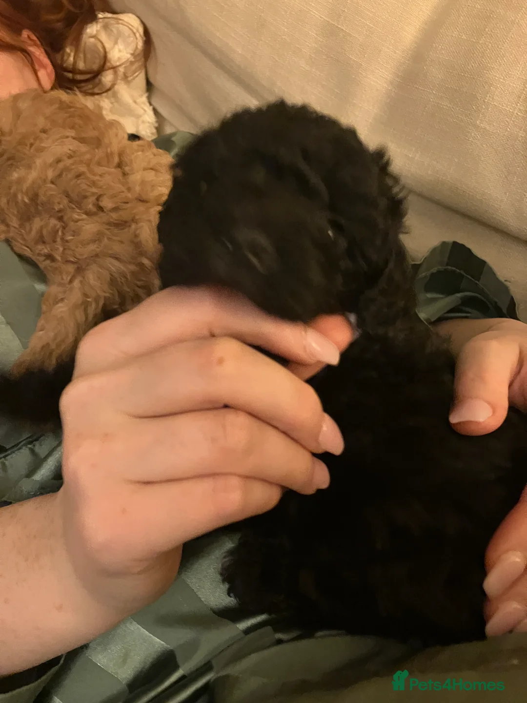 Jackapoo dogs for sale: Miniature poodle / jackapoo cross breed puppy - Advert 3