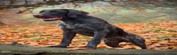 German Wirehaired Pointer dogs for sale: German Wirehaired Pointer pups - Advert 5