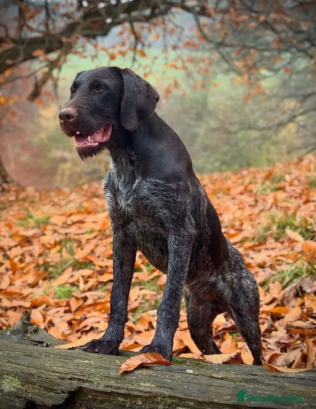German Wirehaired Pointer dogs for sale: German Wirehaired Pointer pups - Advert 5