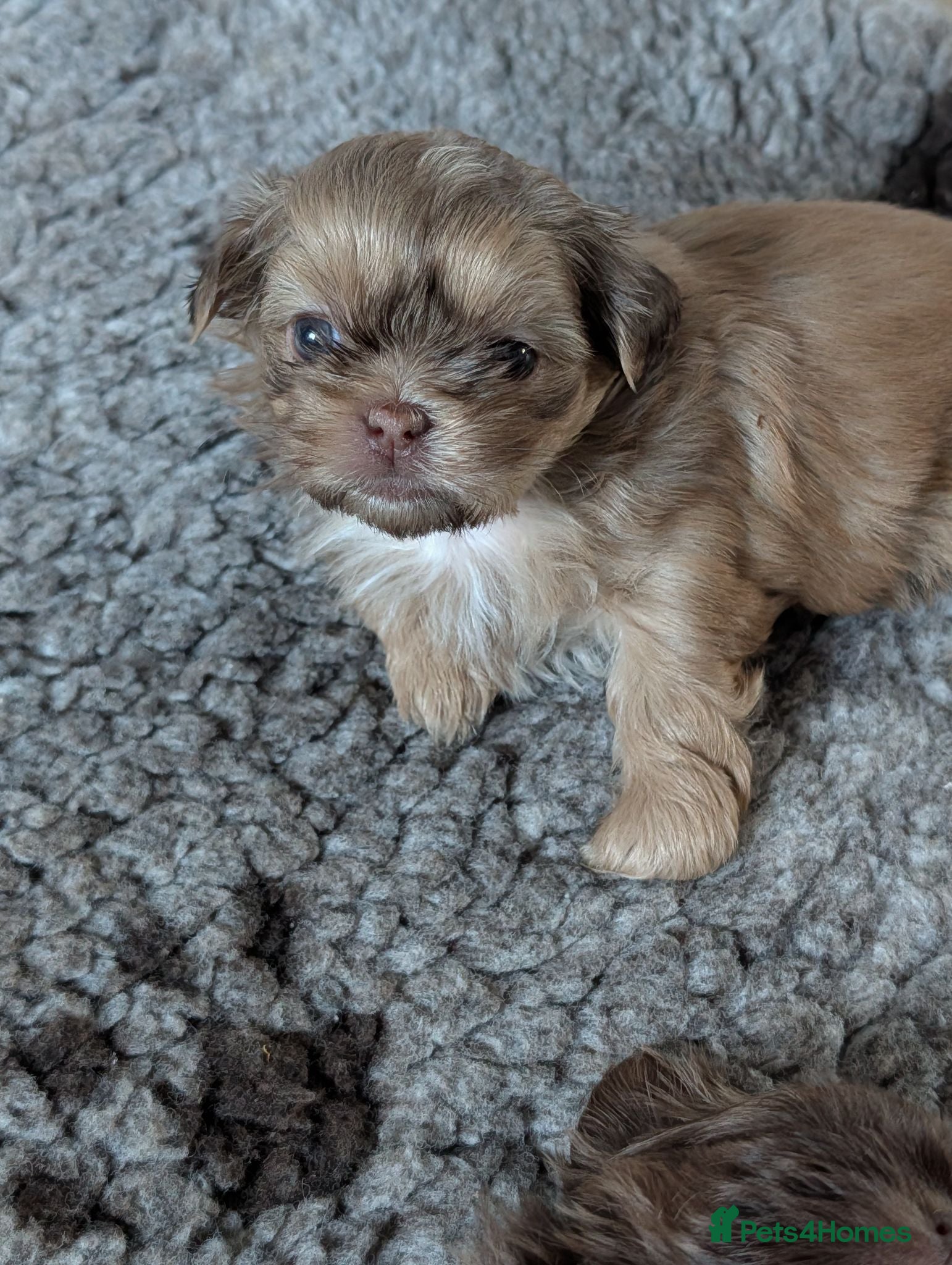 Shih Tzu dogs Imperial karashishi shitzu puppies  - Advert 14