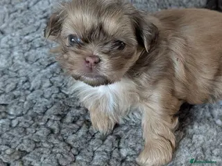 Shih Tzu dogs Imperial karashishi shitzu puppies - Advert 14