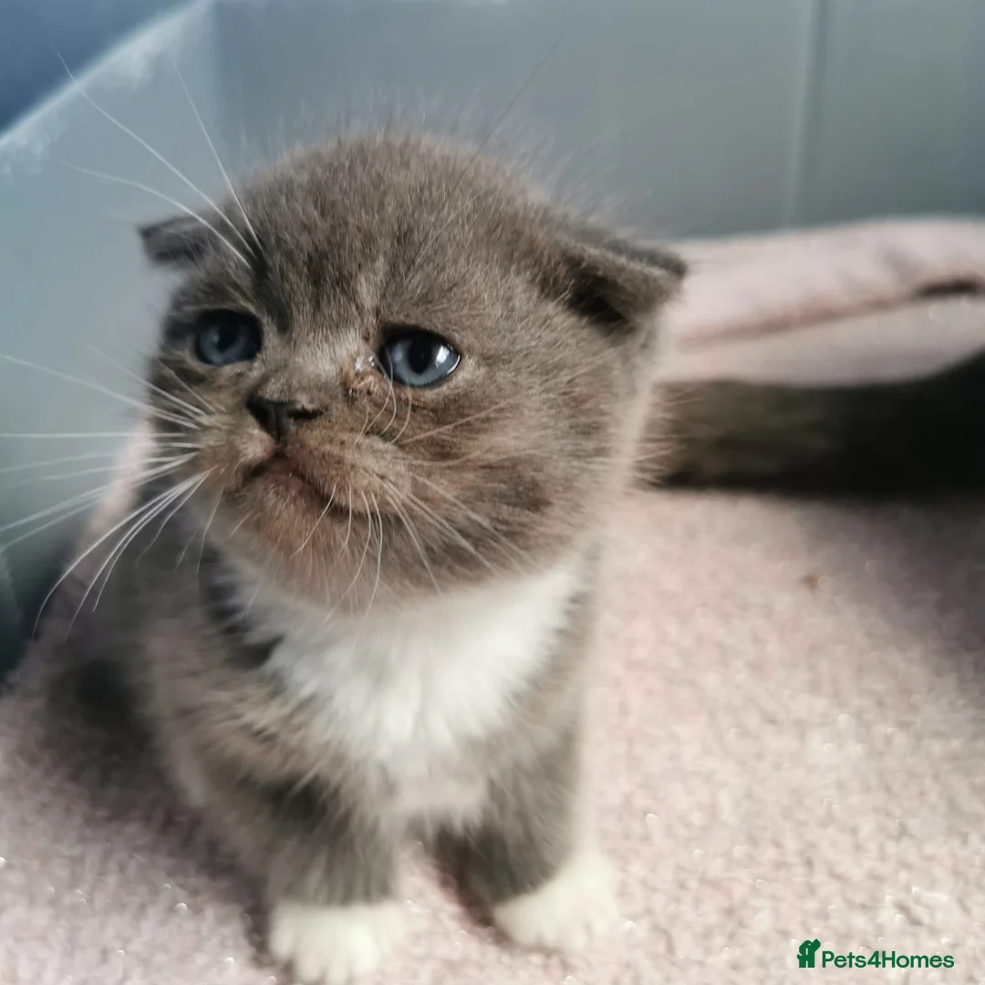 Scottish Fold cats for sale: ❤️Luxuary Scottish Fold kittens❤️ - Advert 14