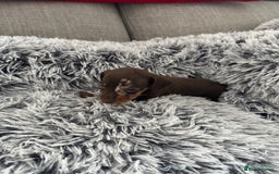 Miniature Dachshund dogs for sale: Miniature Dachshund puppies - Image 5