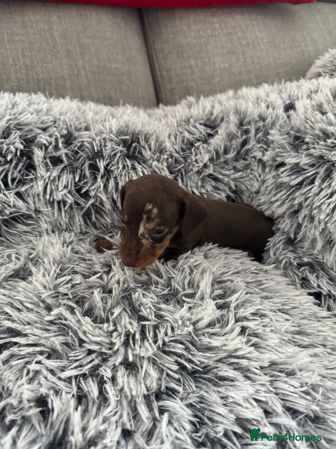 Miniature Dachshund dogs for sale: Miniature Dachshund puppies - Image 5