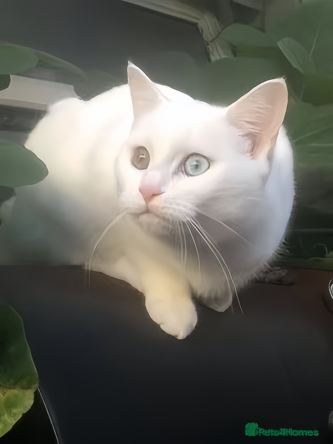 British Shorthair cats for sale: Adorable golden kittens - Advert 17