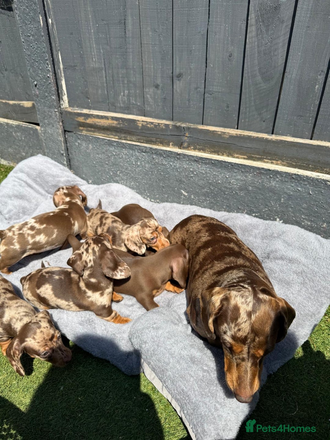 Miniature Dachshund dogs for sale: Kc mini dachshunds  - Image 16