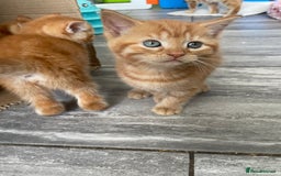 Mixed Breed cats for sale: Part Mainecoon Ginger Litter - Image 35