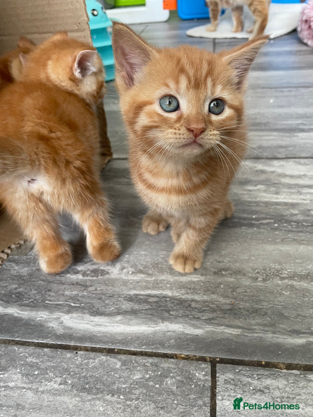 Mixed Breed cats for sale: Part Mainecoon Ginger Litter - Image 35