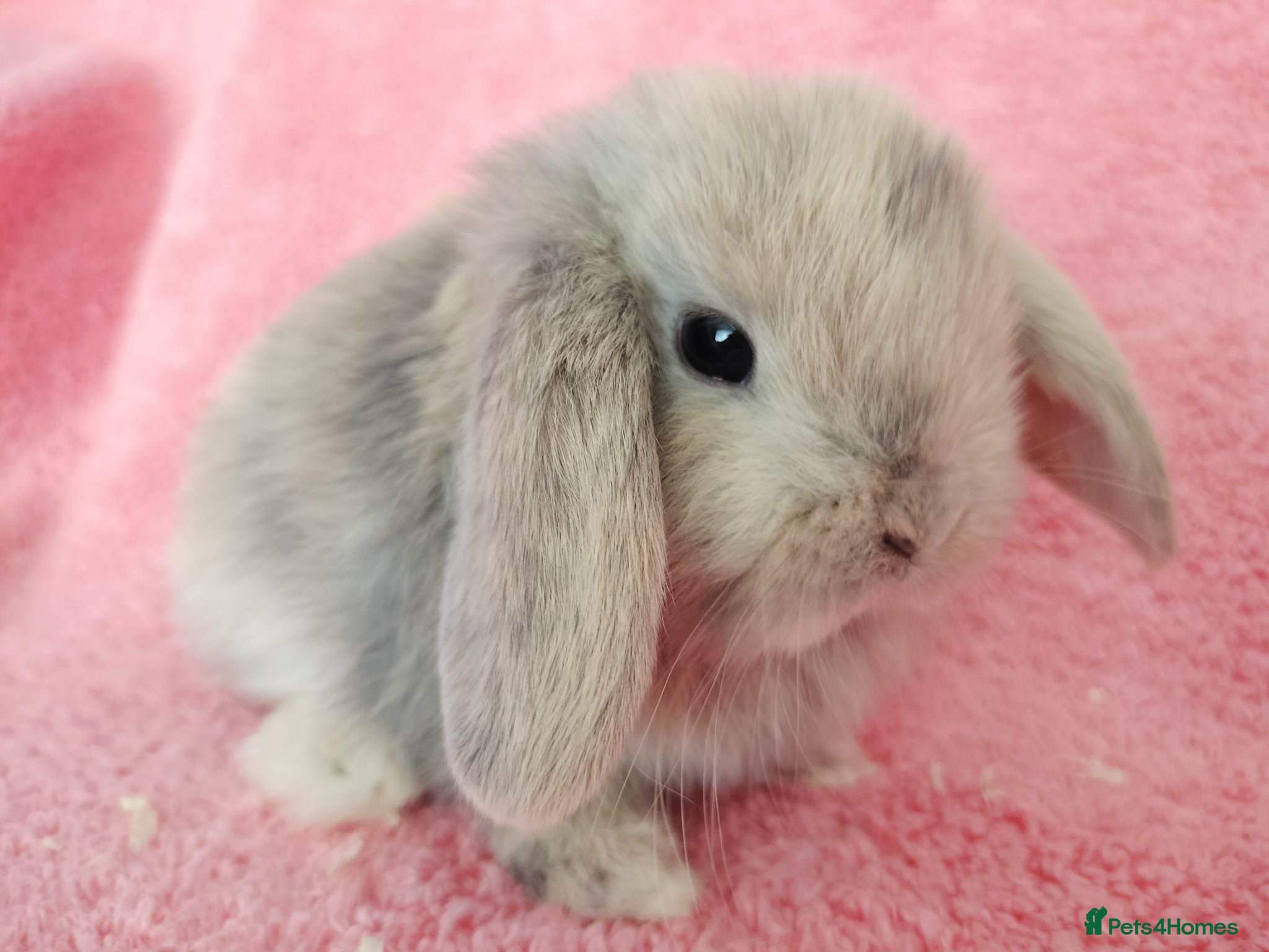 Mini Lop rabbits Baby mini lops for sale  - Advert 3