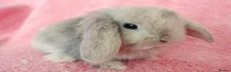 Mini Lop rabbits for sale: Baby mini lops for sale  - Advert 1