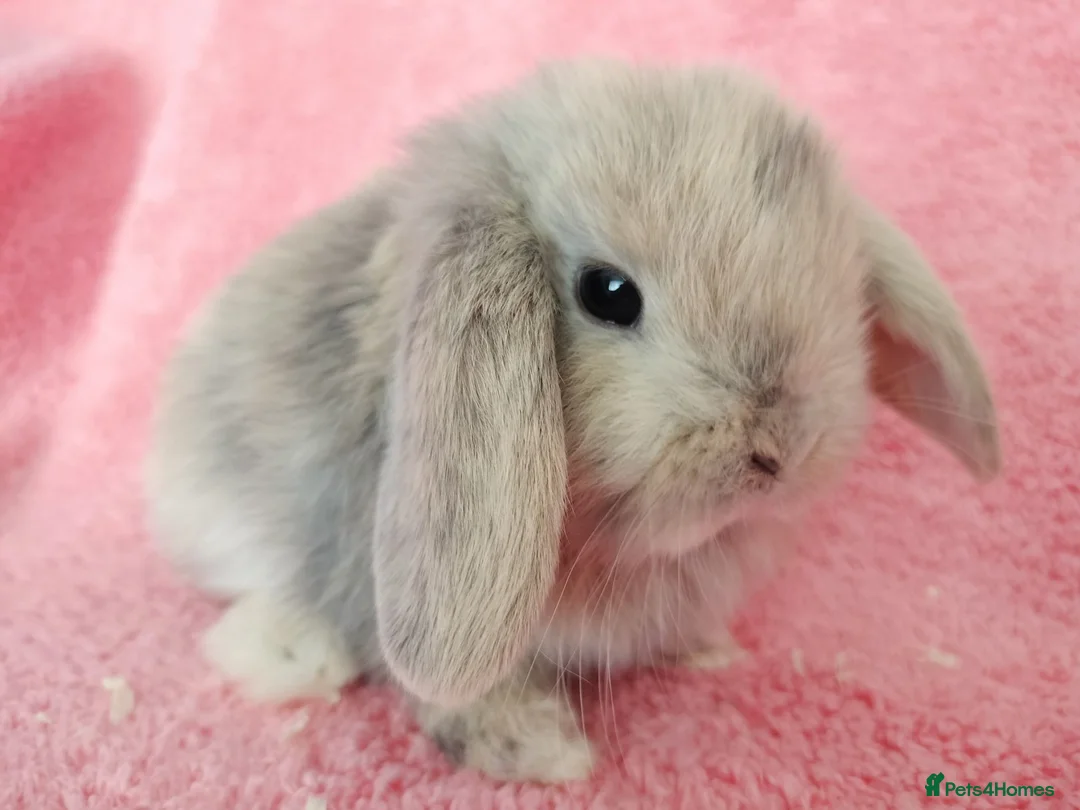 Mini Lop rabbits for sale: Baby mini lops for sale  - Advert 1