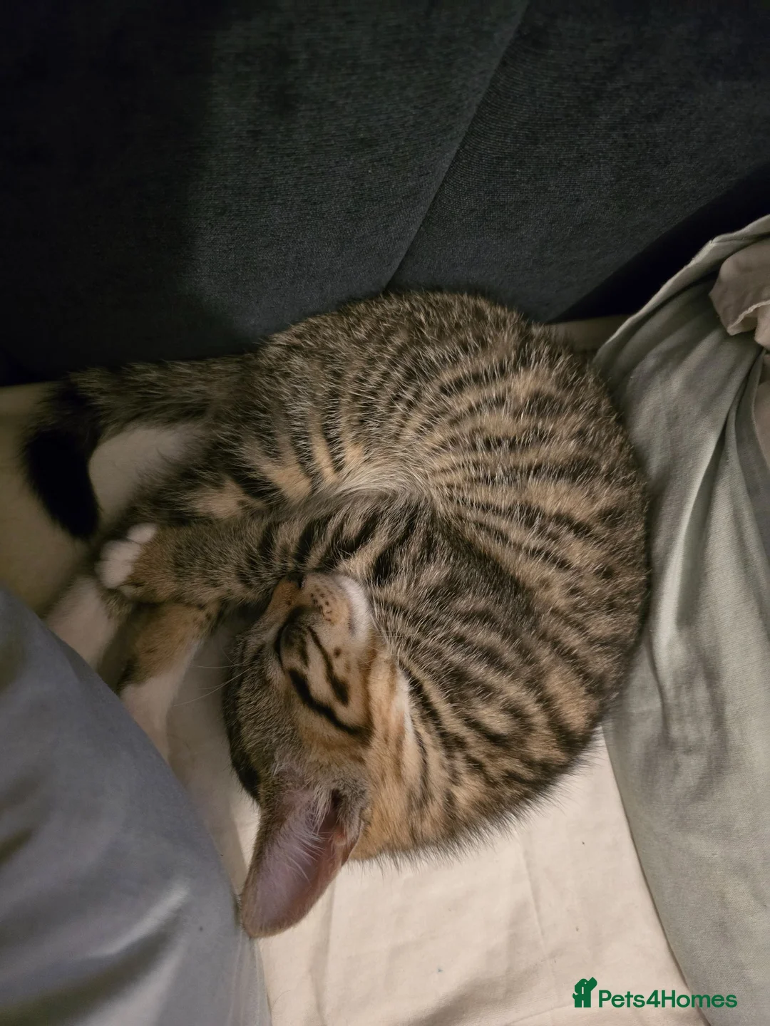 Mixed Breed cats for sale: Girl kitten  - Advert 6