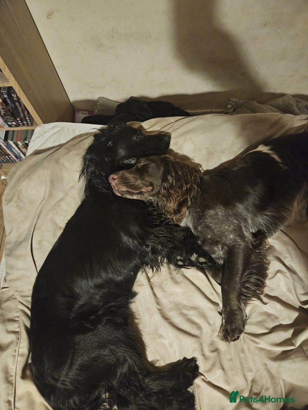 Cocker Spaniel dogs for sale: Beautiful cocker spaniel pups - Image 8