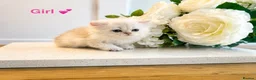 Persian cats for sale: 💕 Doll faced Persian kittens 💕 - Advert 5