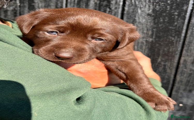 Labrador Retriever dogs - Advert 15