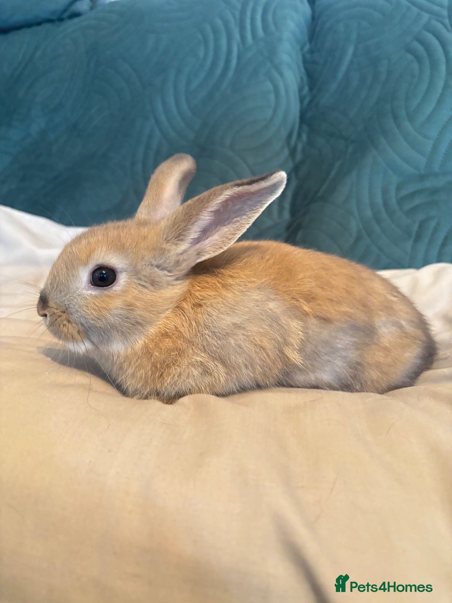 Mixed Breed rabbits 4 mini lop cross 3 female 1 male - Advert 2