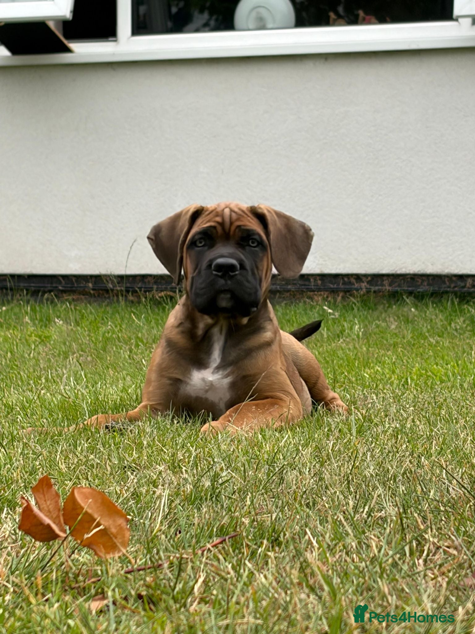 Cane Corso dogs Beautiful Cane Corso Puppies – 1 Girl Left - Advert 1