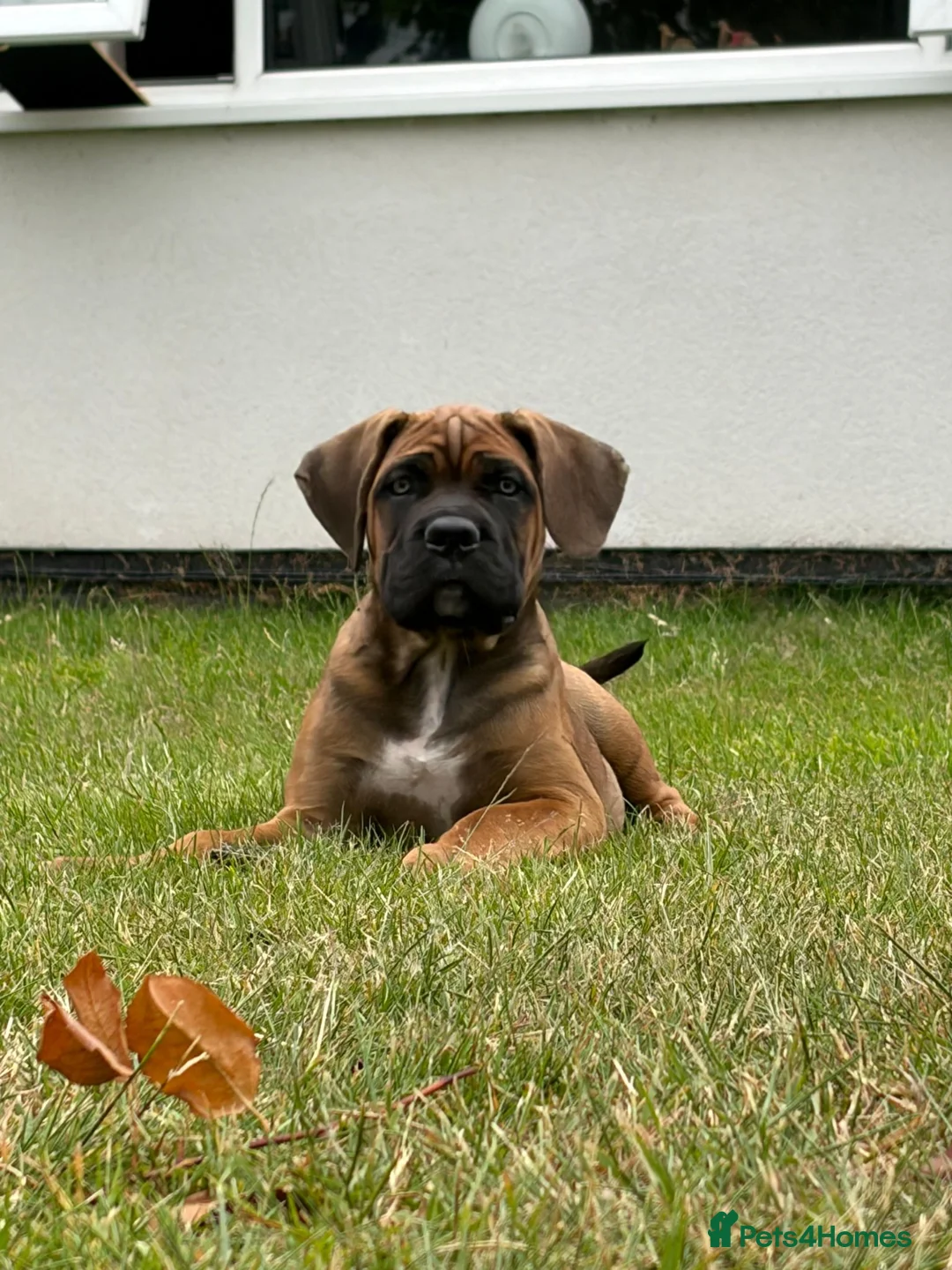 Cane Corso dogs for sale: Beautiful Cane Corso Puppies – 1 Girl Left - Advert 1
