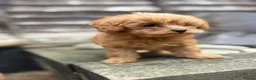 Toy Poodle dogs for sale: Adorable Toy Poodle Puppy Seeking Forever Home in Milton Keynes - Advert 11