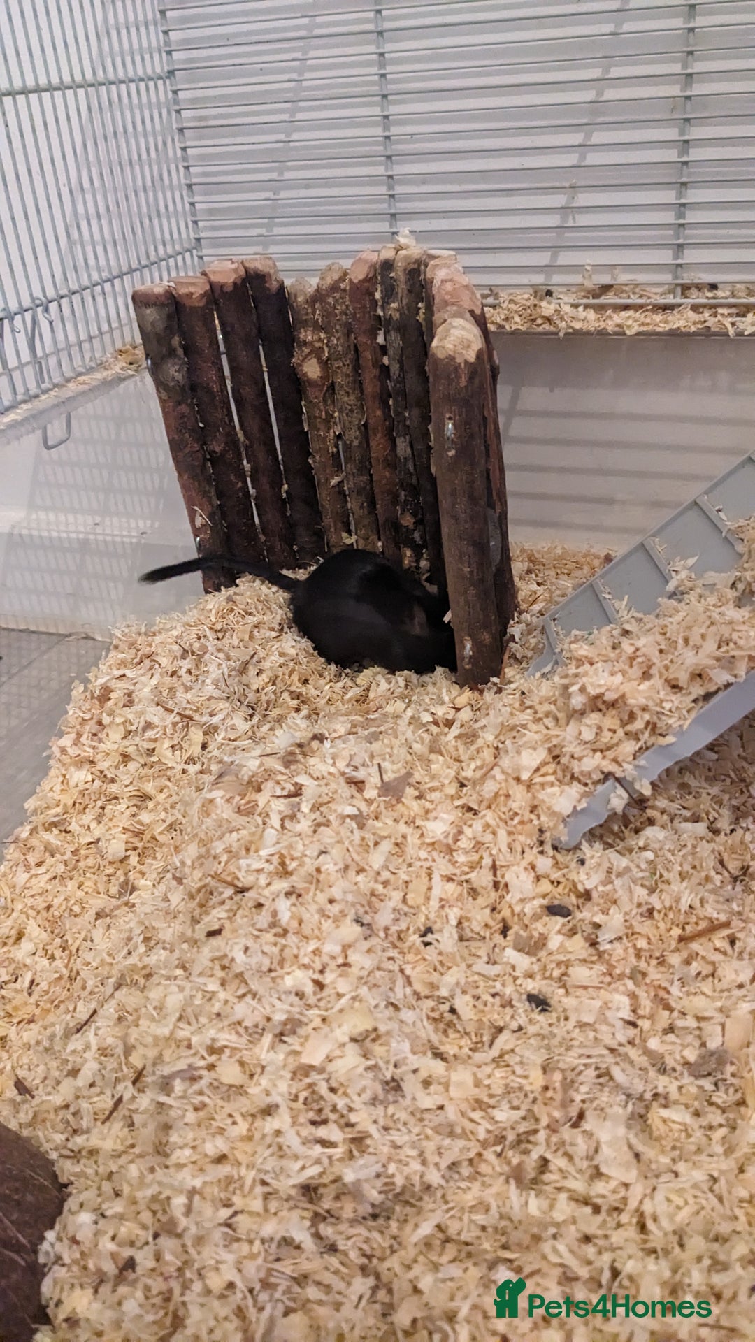 Gerbil rodents for sale: Girbills  - Advert 7