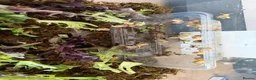 Snails invertebrates for sale: Baby giant african land snails in Bristol - Advert 1