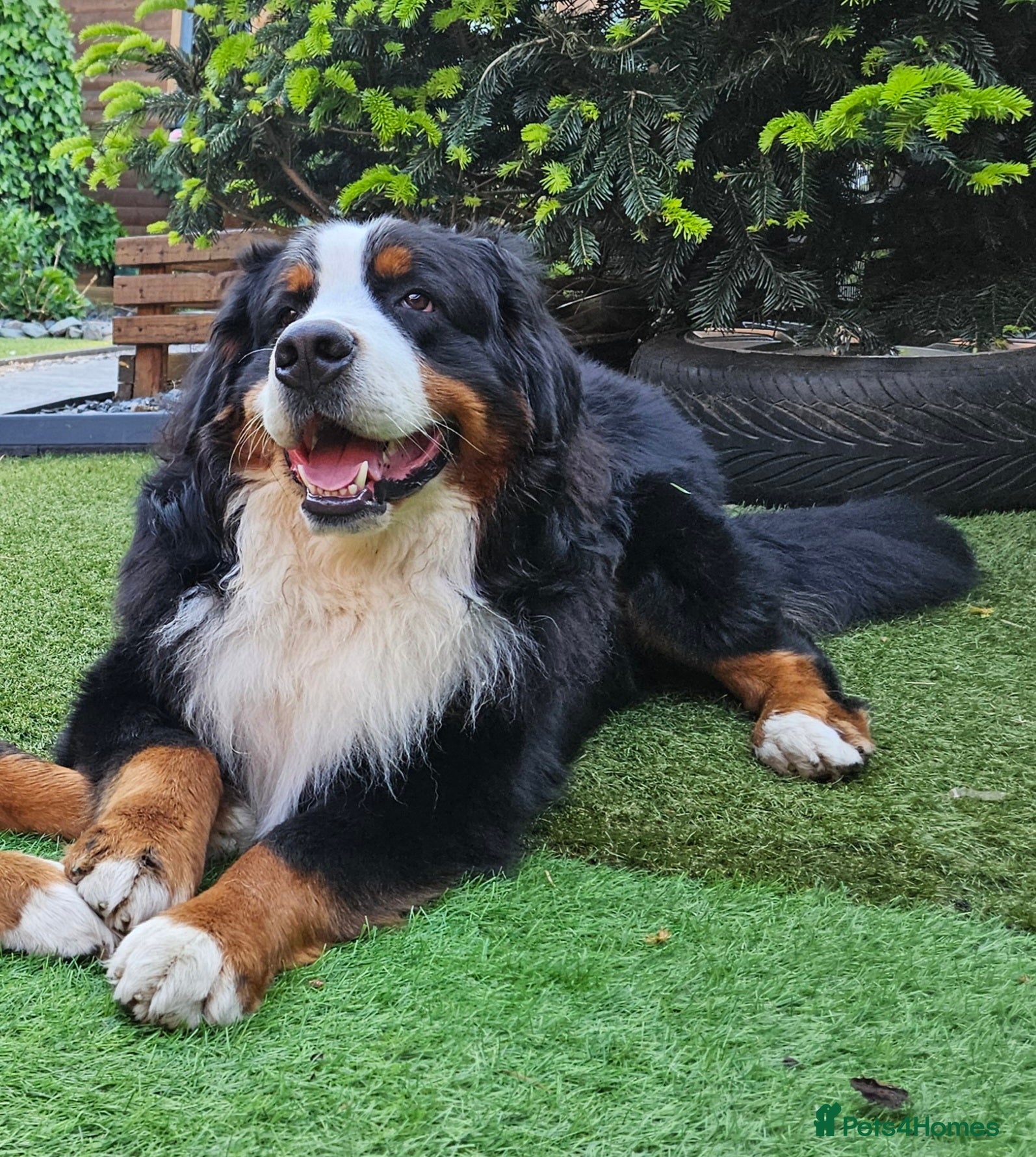 Bernese Mountain Dog dogs Proven health tested BMD handsome boy for stud. in Northampton - Advert 1