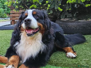 Bernese Mountain Dog dogs Proven health tested BMD handsome boy for stud. in Northampton - Advert 2