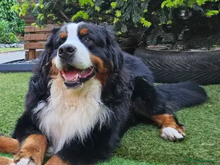 Bernese Mountain Dog dogs Proven health tested BMD handsome boy for stud. in Northampton - Advert 3